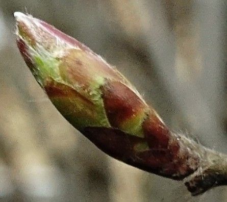 Knospe - Gemmotherpie