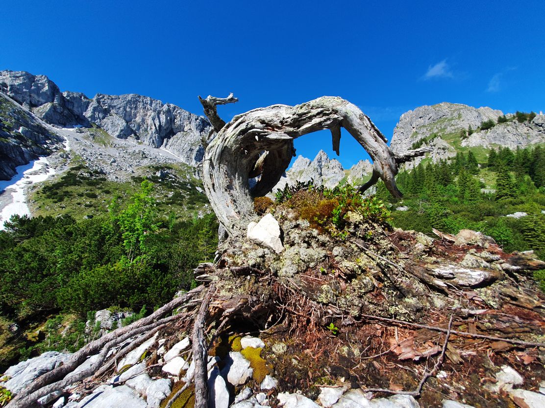 Wandern Wasserläufer Allgäu
