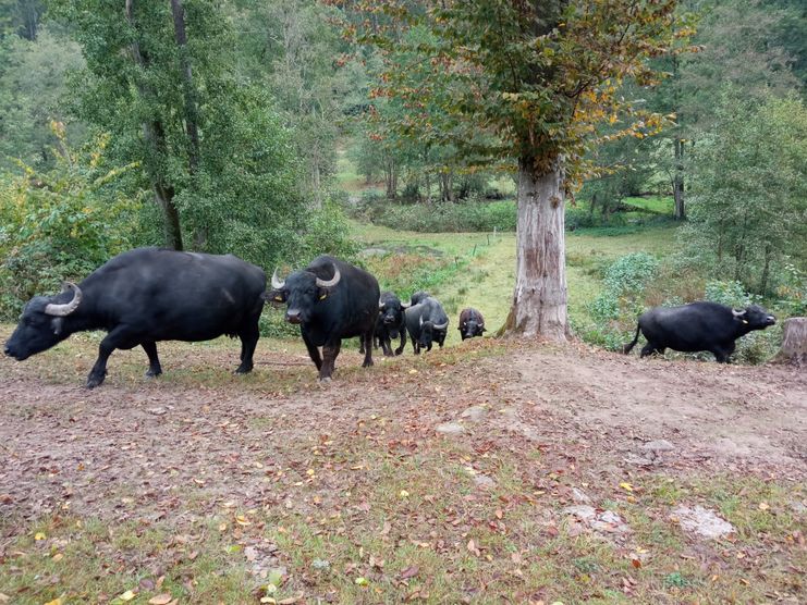 21072024-Extensive-Beweidung-Wasserbueffel-Markus-Moser