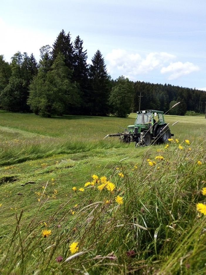 Wir mähen insektenschonend