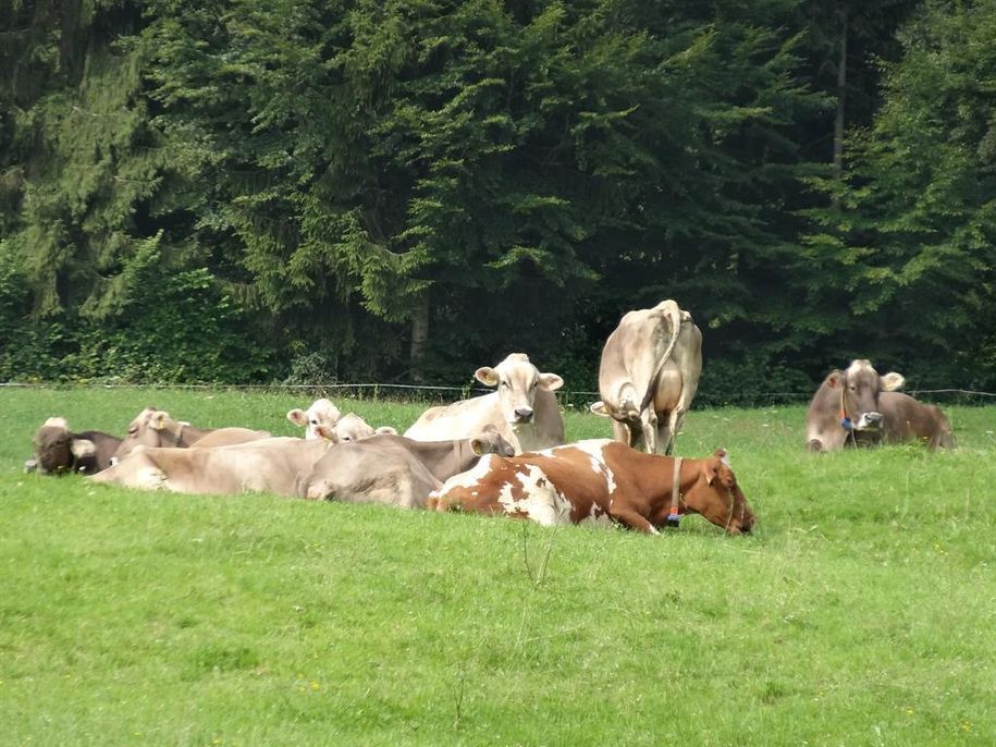 unsere Kühe