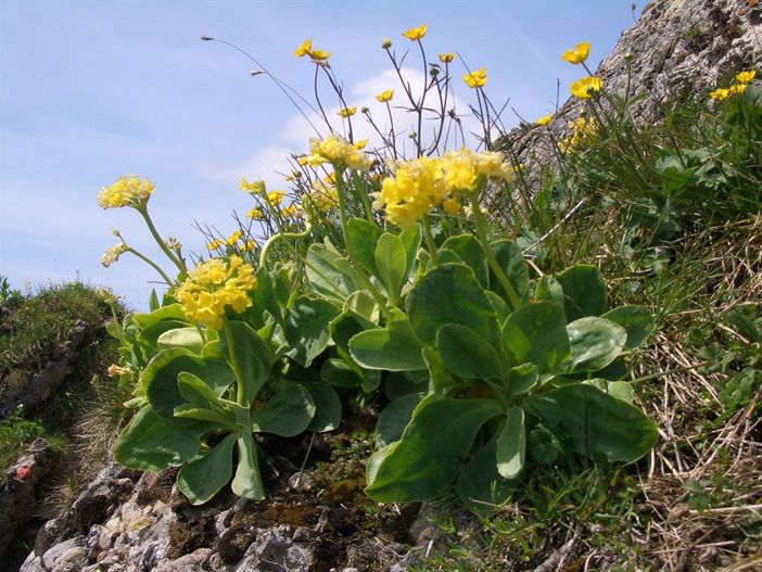 Aurikel am Steineberg