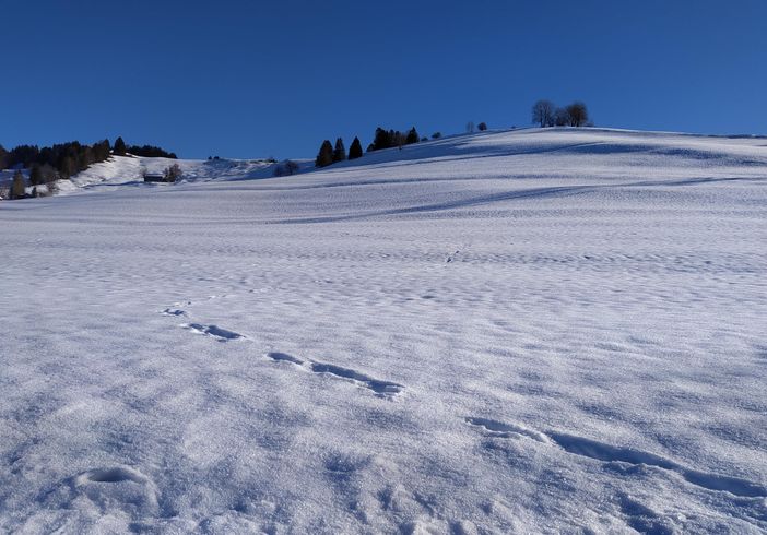 Allgäu