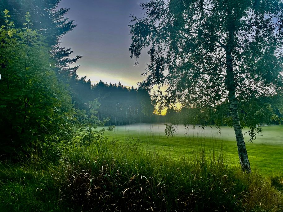 Nebel im Osterholz 1