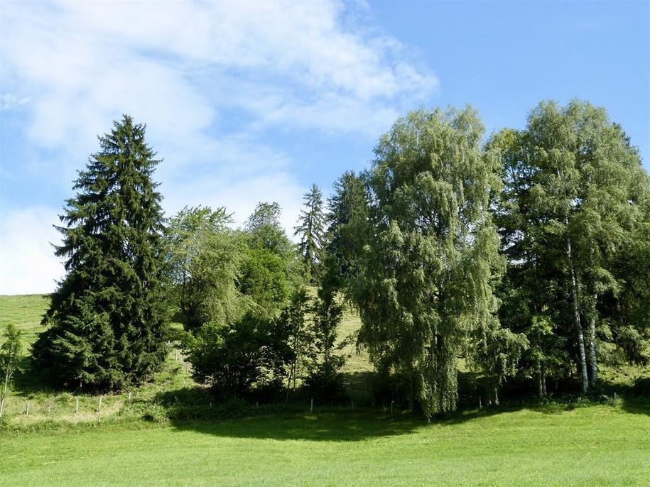 Weide oberhalb des Hauses