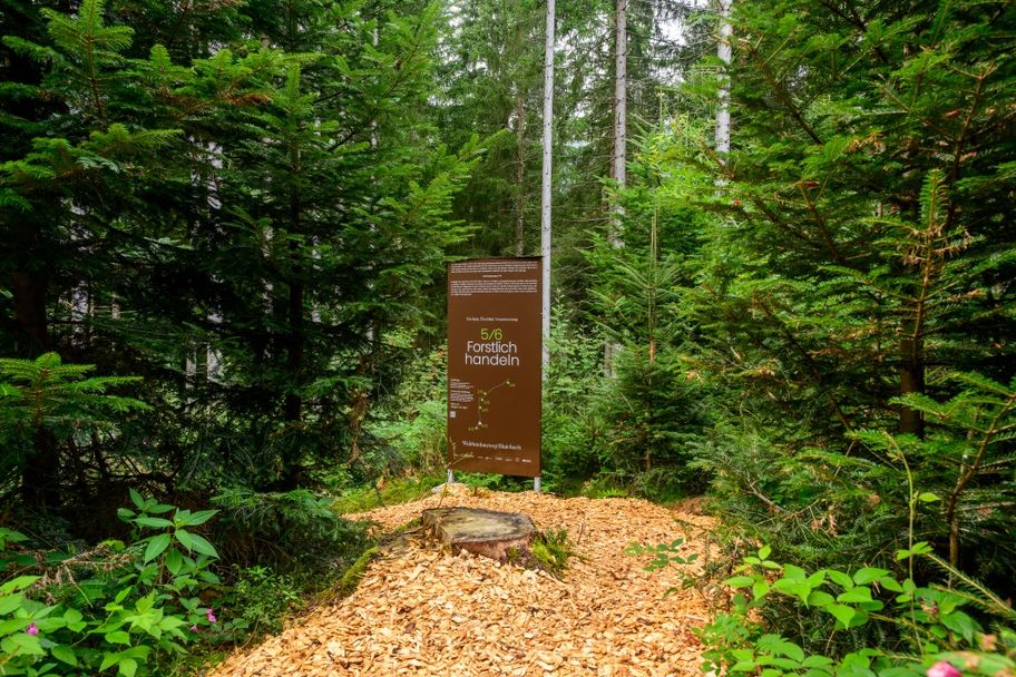 Zukunftswald Haldertobel