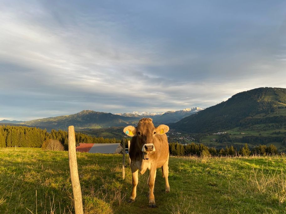 Schumpen auf der Jugethöhe