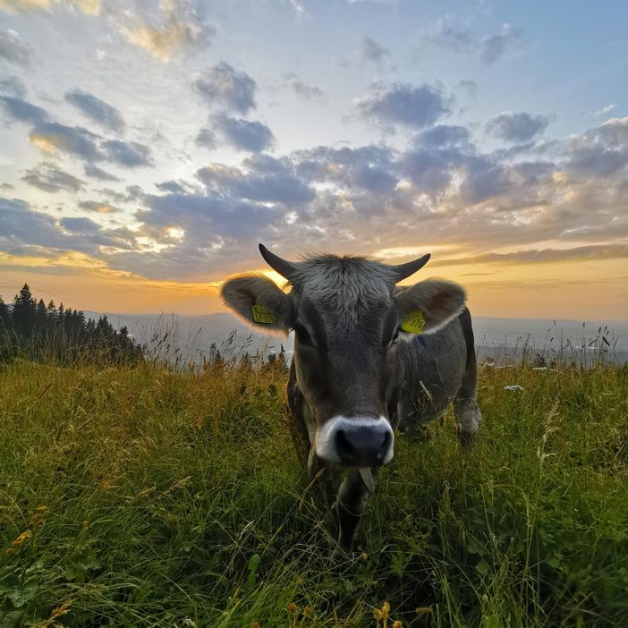 Allgäuer Braunvieh