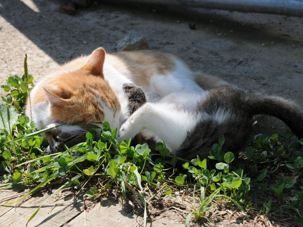 Unsere verspielten Hofkatzen