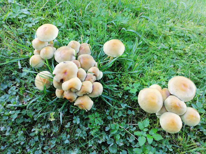 Pilze im Herbst
