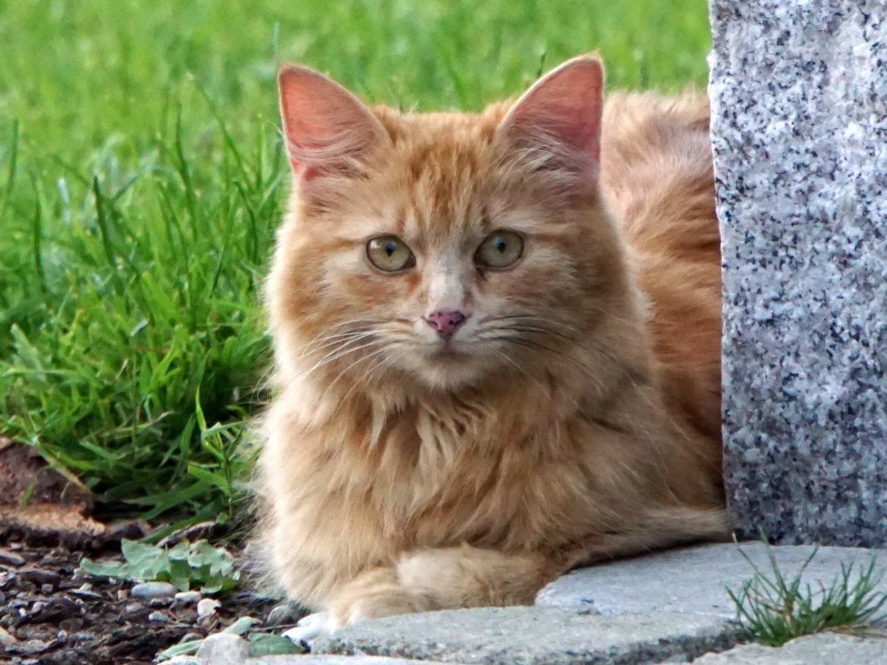 unsere Lussy