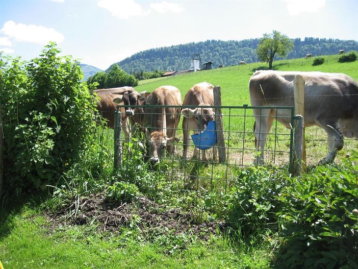 Jungtiere