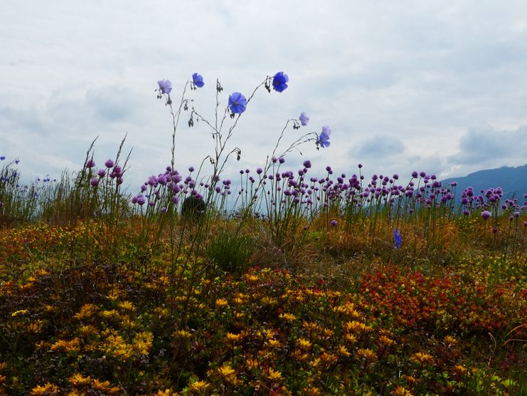 Lein, Blauer Schnittlauch Dach Primavera