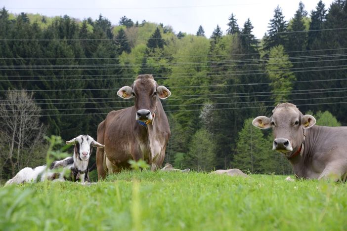 unsere Kühe und die Ziegenchefin