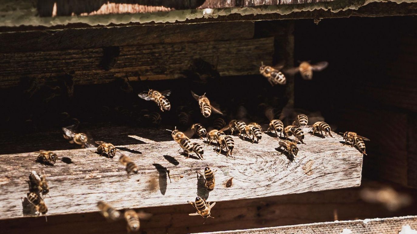 16 - 20240414-_DSC3705