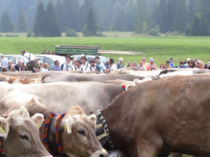 Viehscheid Balderschwang