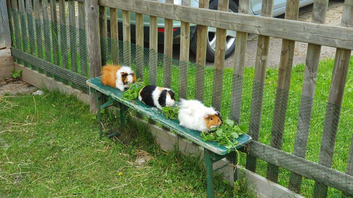 Meerschweinchenparade