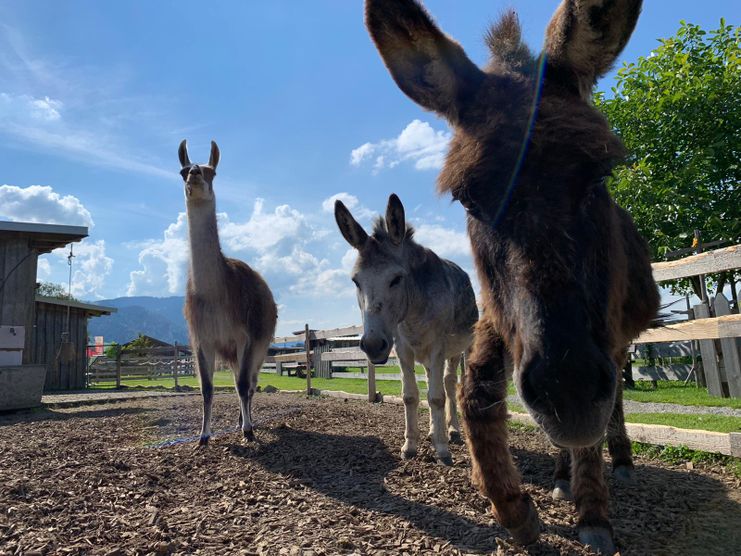 Burgberger Tierparadies mit Kafe Kult  (1)