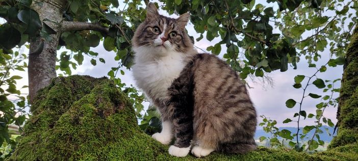 Unser "Rocky" Biolandhof Johannes Hörburger