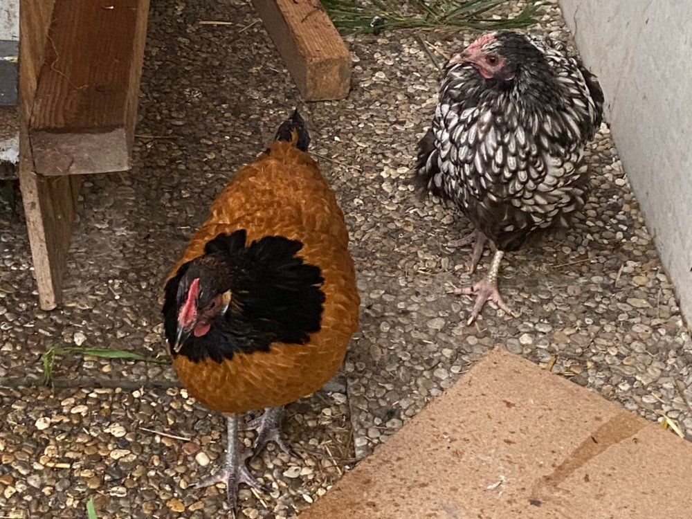 Unsere schönen Hühner