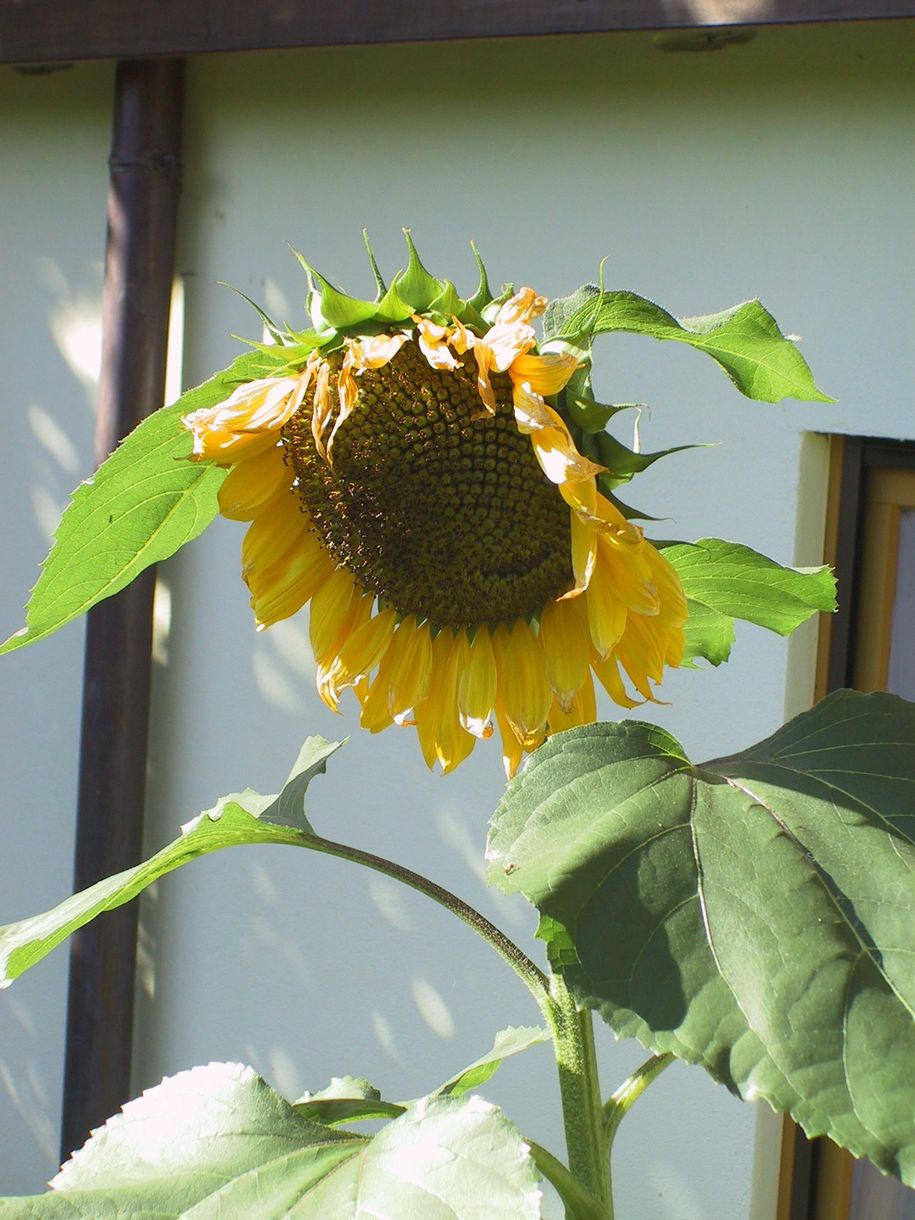 Sommergruß aus dem Garten