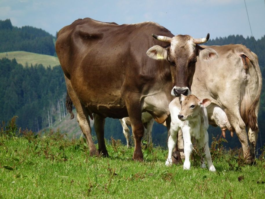 Unsere Hörn mit Kälbchen