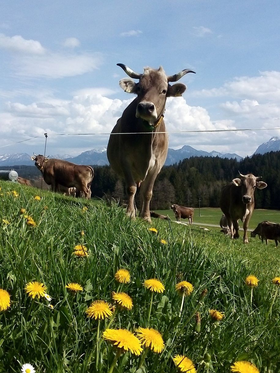 Unsere Kühe tragen stolz ihre Hörner