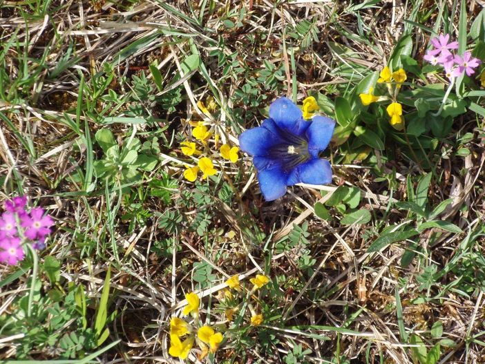 Bergfrühling