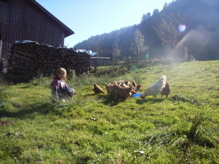 glückliche Hühner