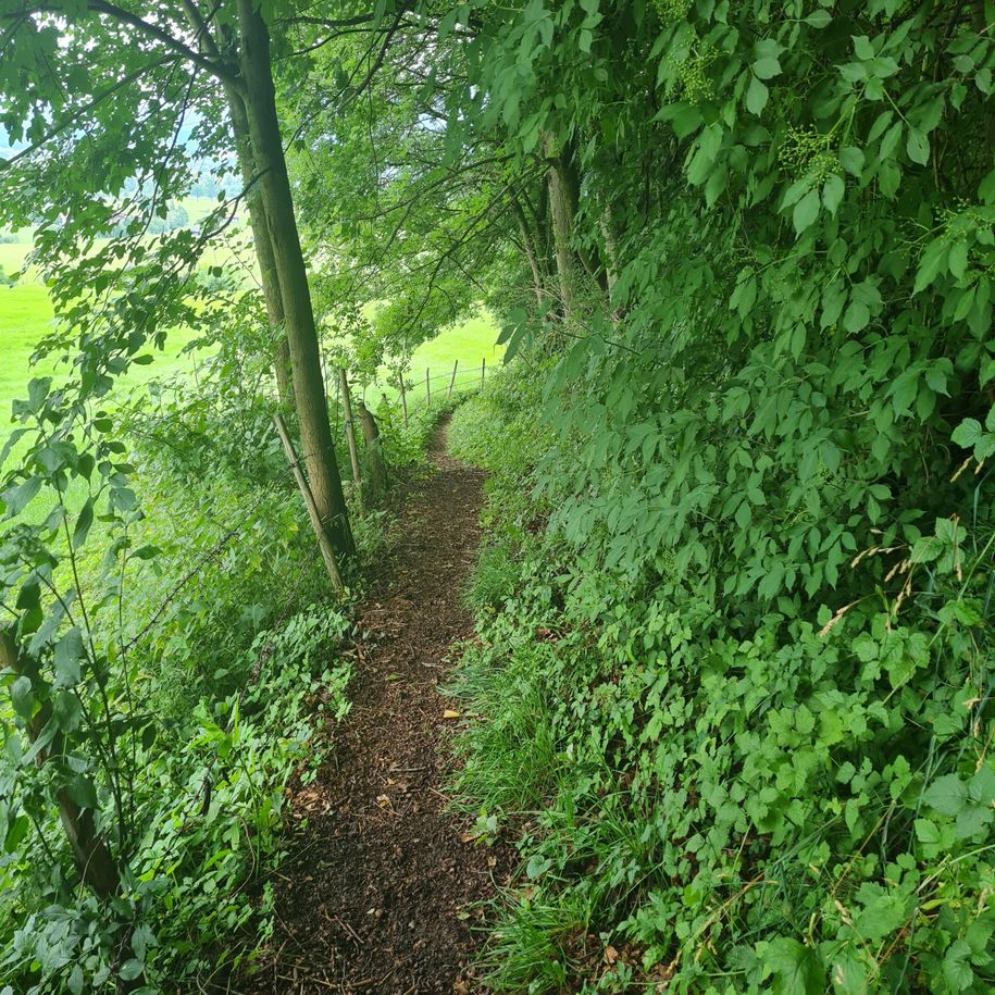 Weg Richtung Falkenstein von Rettenberg