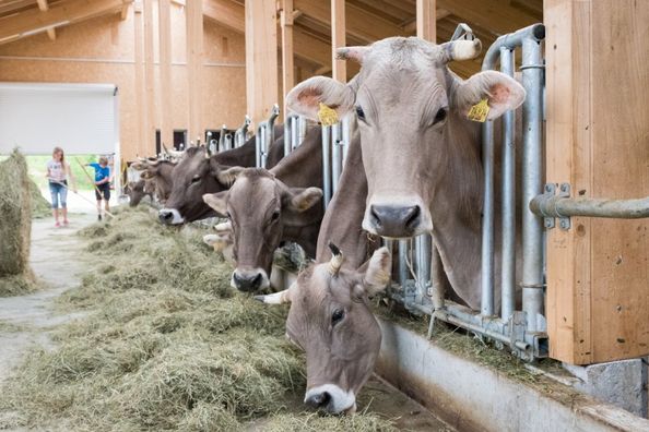 Kühe füttern im neuen Laufstall
