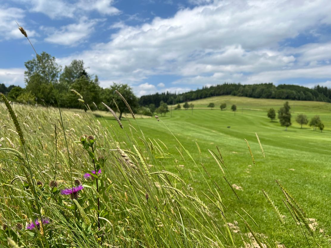 Blühender Golfplatz