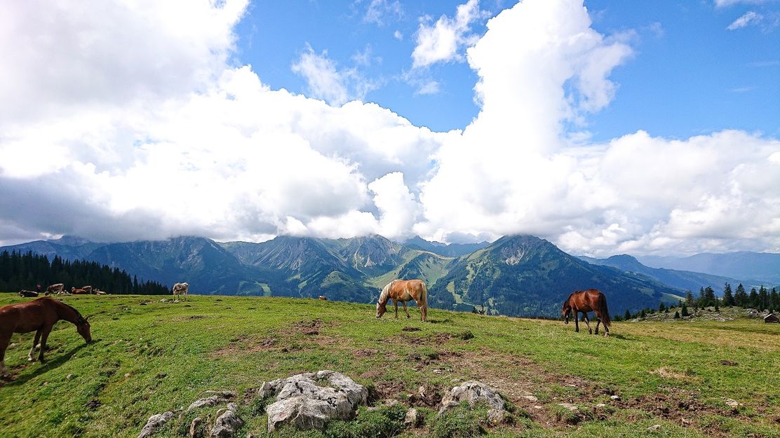 Kühe und Pferde am Schönkahler