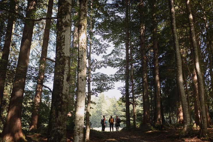 Haubers Wald