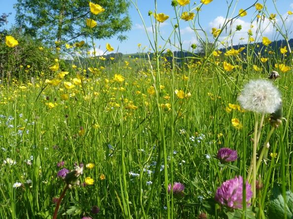 Frühling bei uns im Allgäu