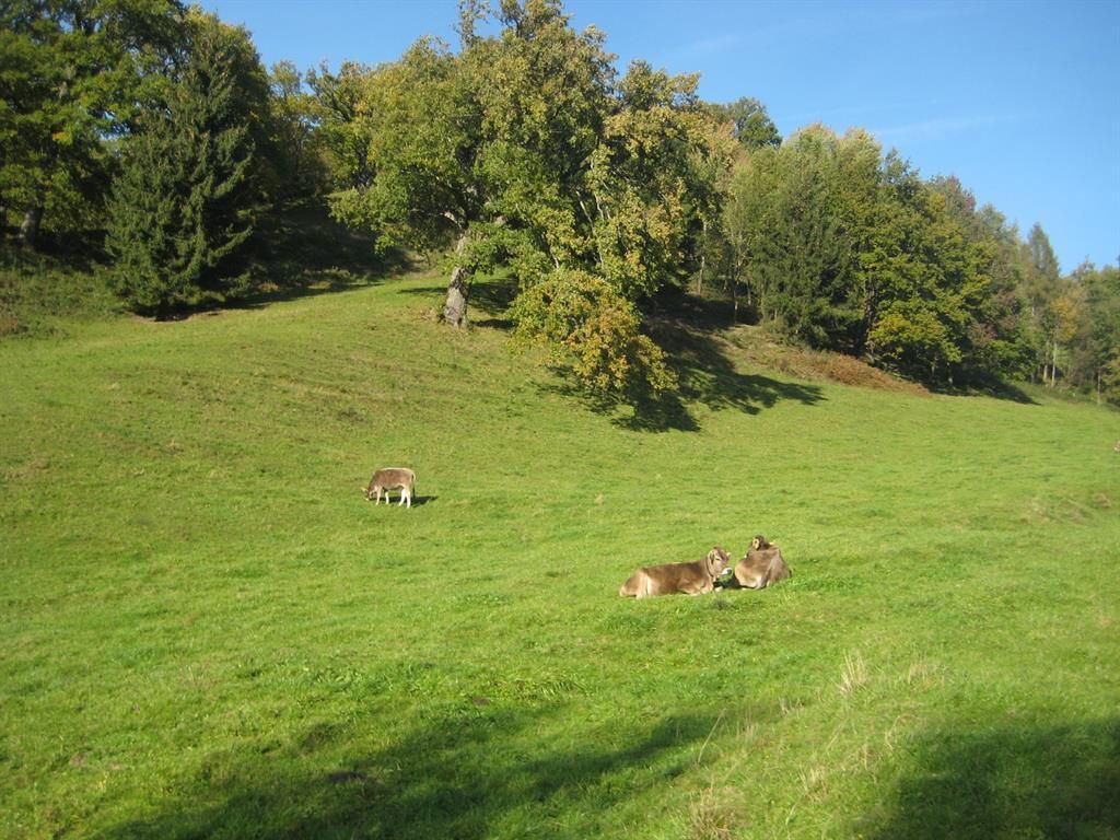 Kühe auf der Alm