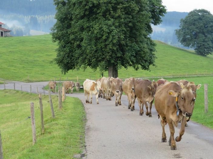 Unsere Kühe beim täglichen Weidegang