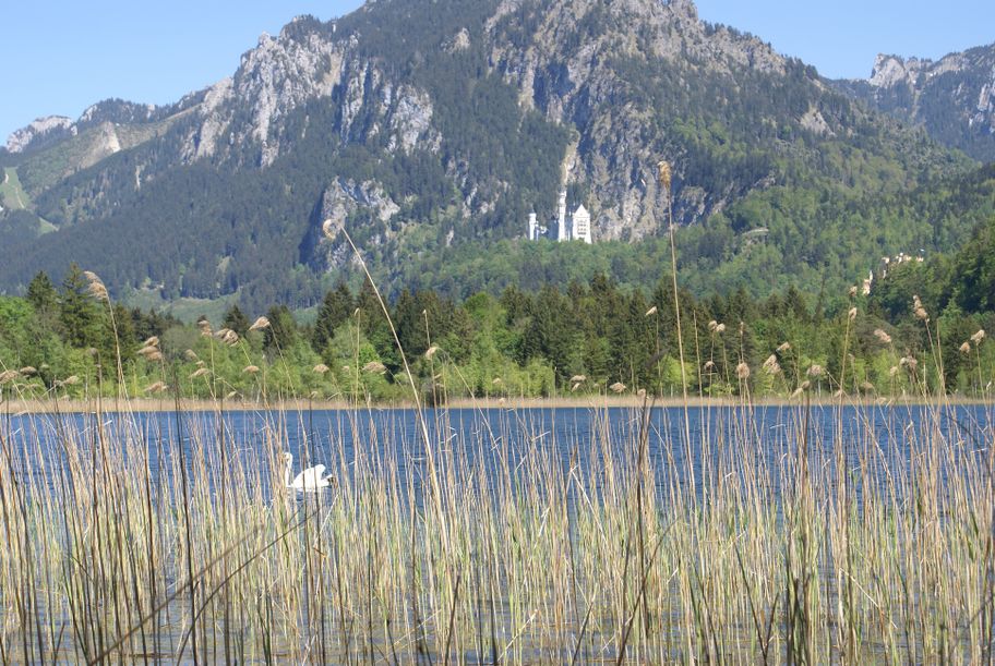 Der Schwansee mit Blick auf Schloss Neuschwanstein