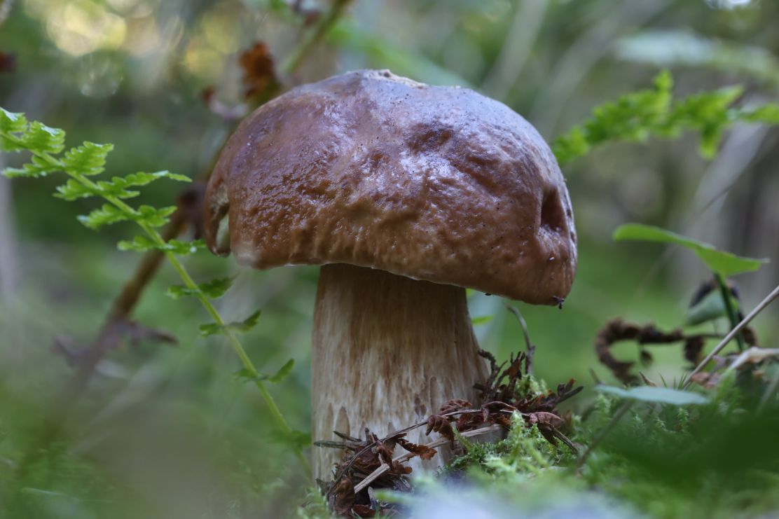 Vortrag Pilze_Naturpark Nagelfluhkette