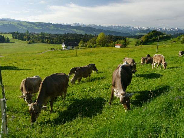 Kühe in Greifen