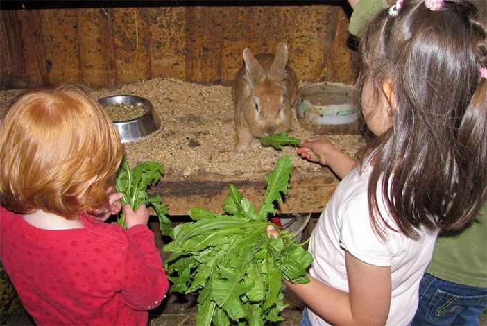 Kinder beim Füttern unserer Streicheltiere