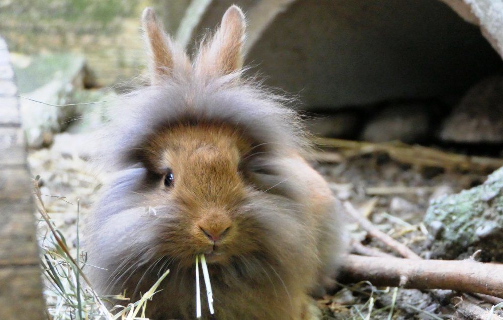 Hase Coffi