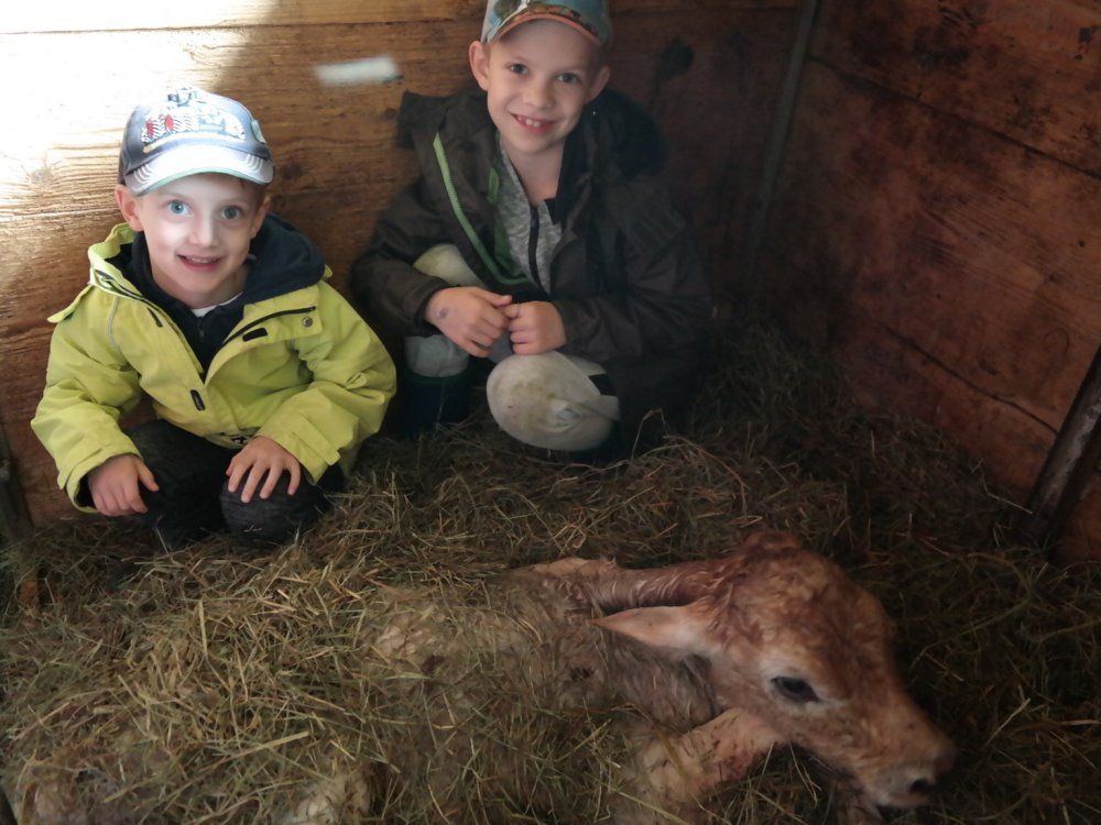 wir begrüßen ein neugeborenes Kalb