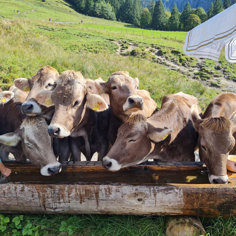 Durstige Kühe Hörnerbahn