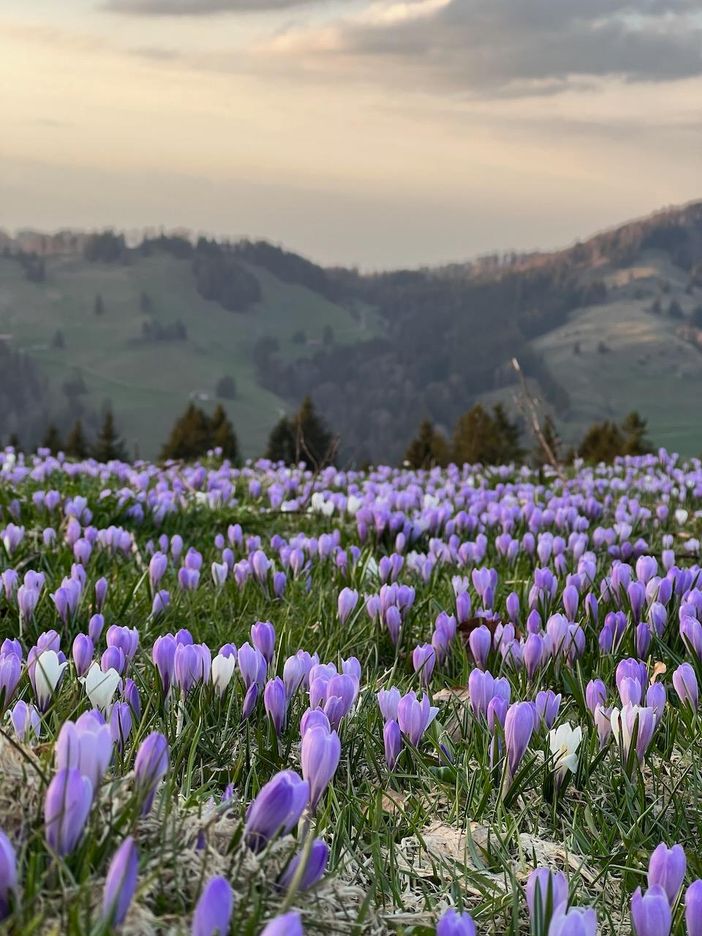 Krokussblüte