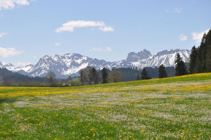 Frühlingsblütenrausch