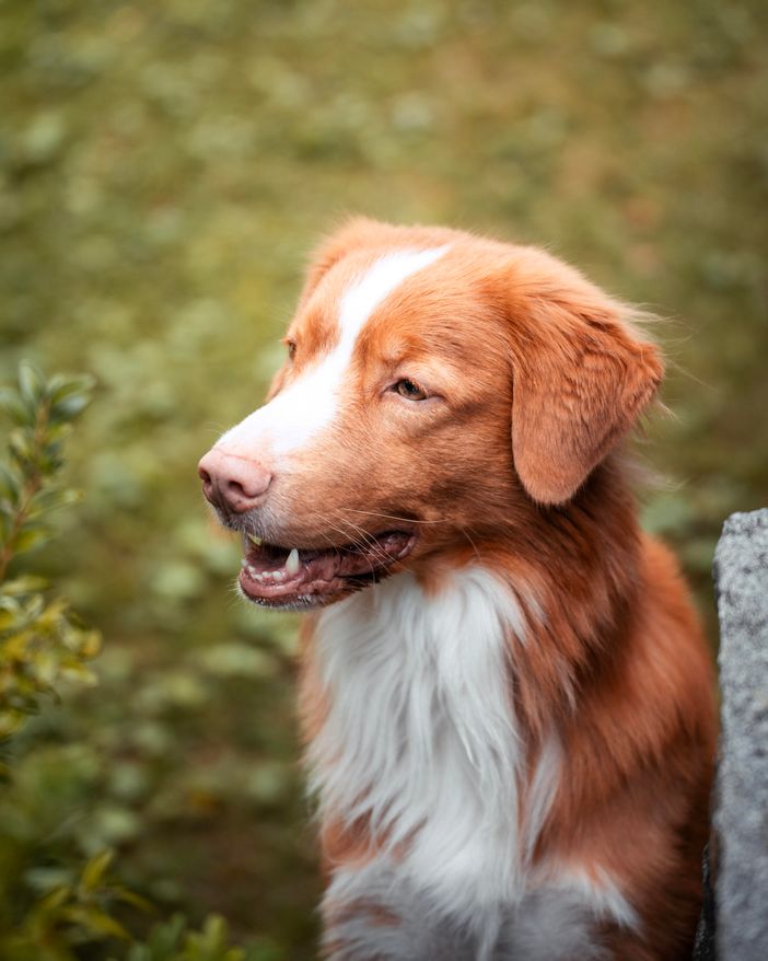 Nuka, Gesicht, Garten