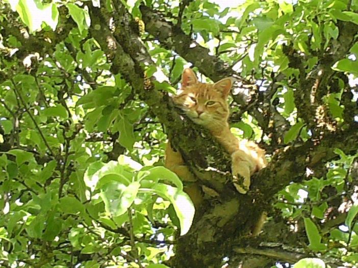 Katze Peterle