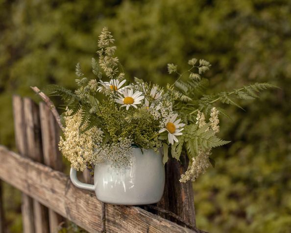 Alpenrose - Blumen