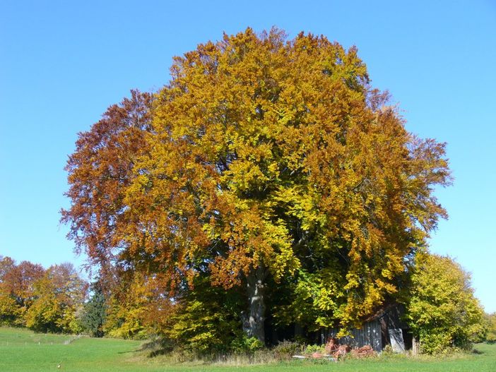 Herbstlich